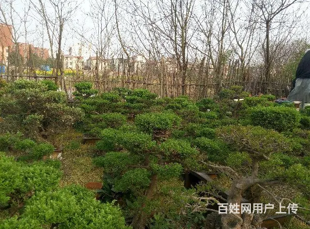 罗汉松，五针松，树桩等盆景大量销售 - 图片 3