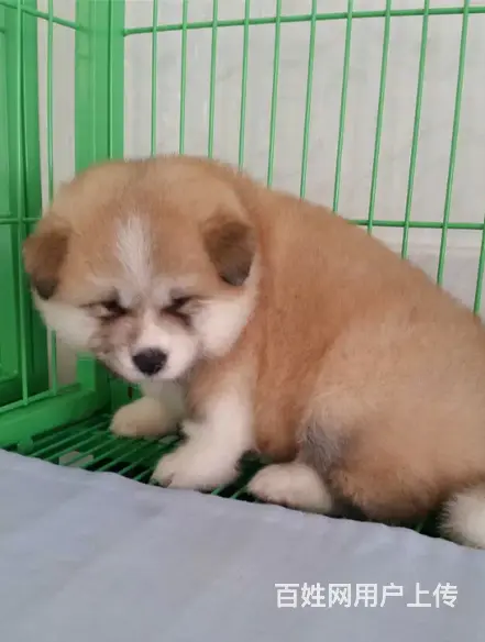 琼海【*推荐】秋田犬舍‖秋田养殖场 - 图片 8