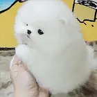 大连出售纯种博美的地点 纯种博美市场价