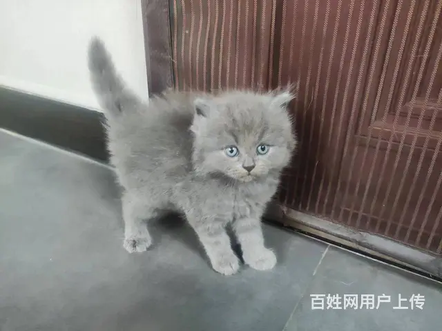 家养精品蓝猫刚满月 - 图片 6