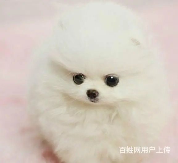 黄色炸毛博美犬精品小俊介哪里卖博美出售博美价格 - 图片 6