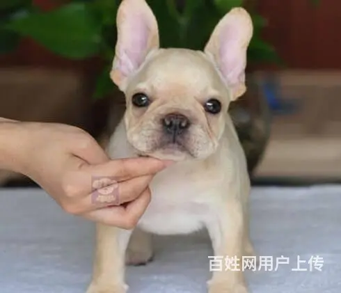 出售极品 法国斗牛犬幼犬外地可空运已驱虫 - 图片 6