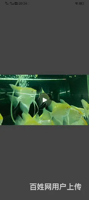 【搞定了！】黄金甲，大红袍 - 图片 2
