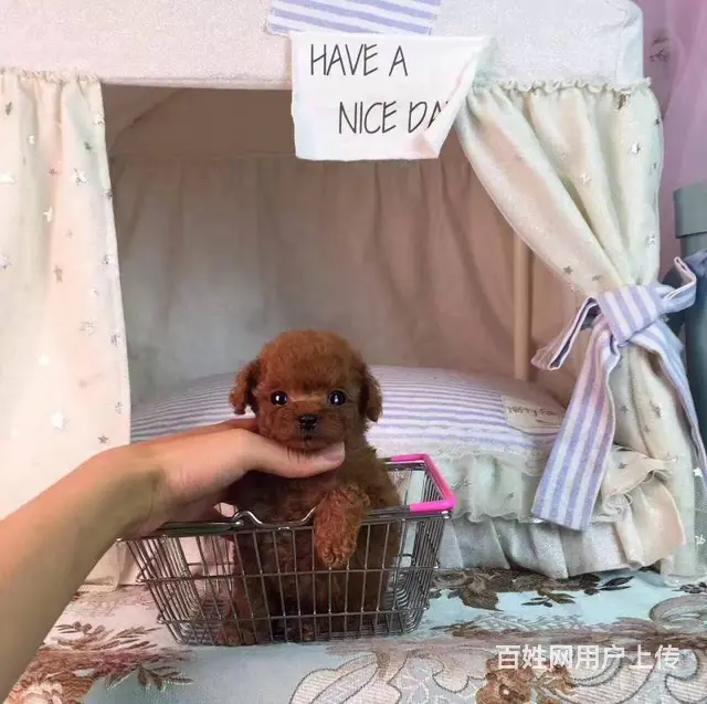赛级泰迪 售茶杯血系泰迪犬 颜色齐全质保终身 - 图片 11
