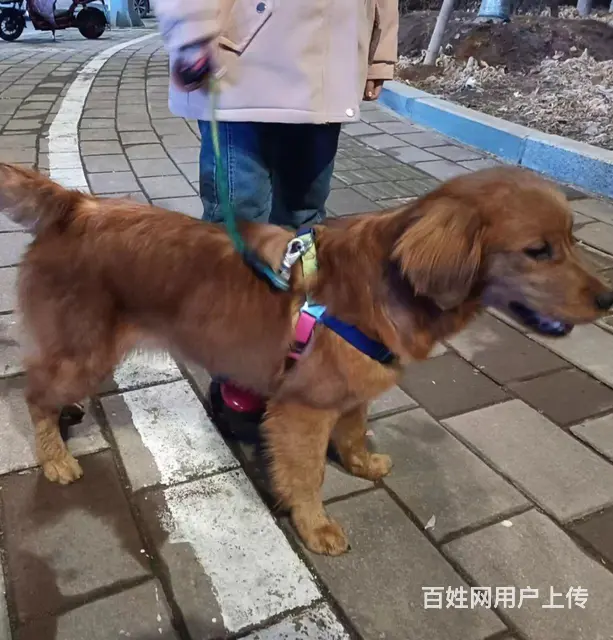 金毛狗狗五个月900便宜出售 - 图片 1