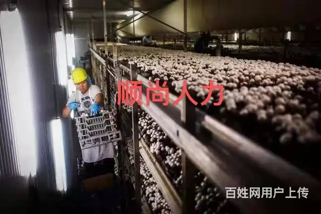 加拿大招聘普工 建筑工 可带家属拿绿卡 - 图片 3