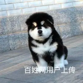 纯种熊版阿拉斯加幼犬 精品家养阿拉斯加犬出售 - 图片 2