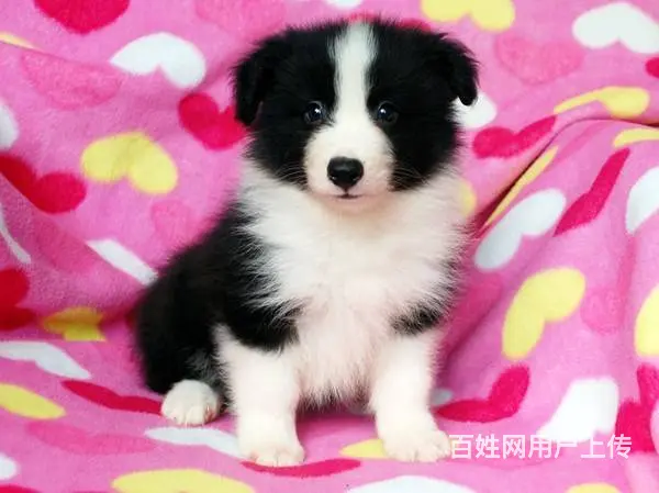 赛级边牧幼犬、虎头虎脑、健康保障售后无忧 买的放心 - 图片 1
