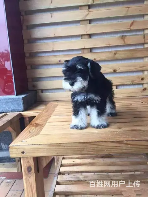 广州迷你雪纳瑞犬价格 狗舍直销 包纯种健康签协议 - 图片 6