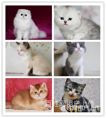 张家口哪里有卖猫的哪里可以买到宠物猫的图片