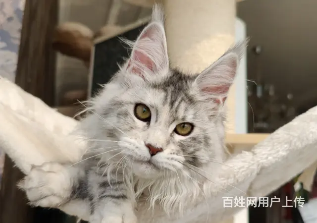 本地哪里有卖缅因猫的多少钱一只 缅因猫好养吗 - 图片 5