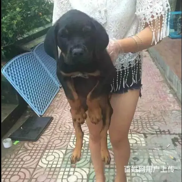 辽阳买一只罗威纳大概要多少钱，罗威纳犬舍地址 - 图片 10