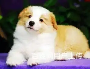 辽阳如何挑选纯种边牧，边牧靠谱商家 - 图片 3