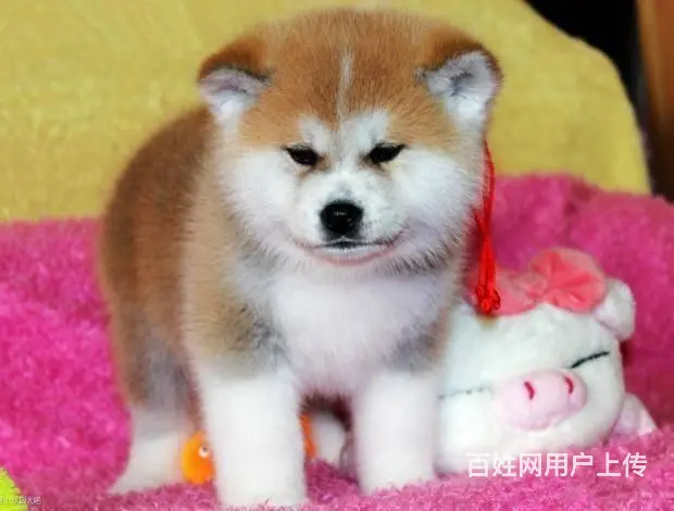 自家繁殖秋日系田幼犬 保证健康品质市内可送 - 图片 9