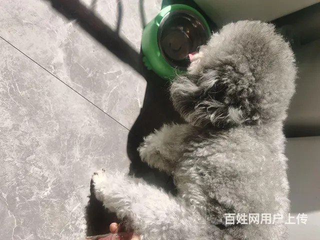 种公借配 - 图片 2