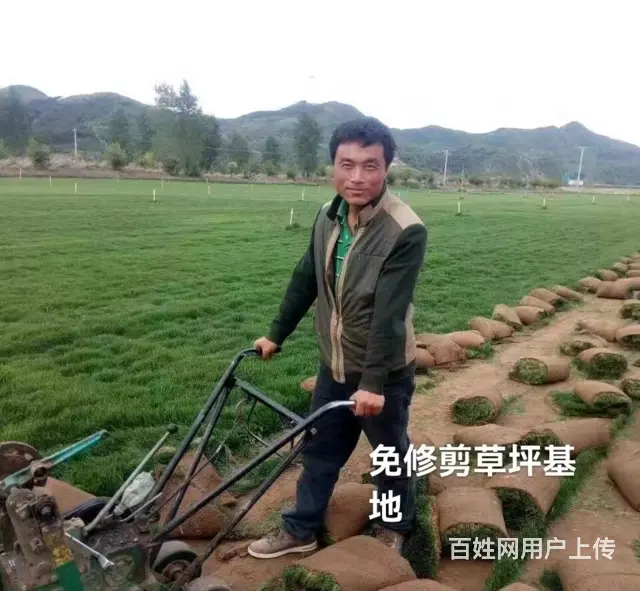 抚顺顺城名气大的灌木今日报价 - 图片 3