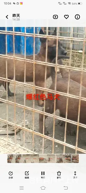 出售爆红马犬 - 图片 3