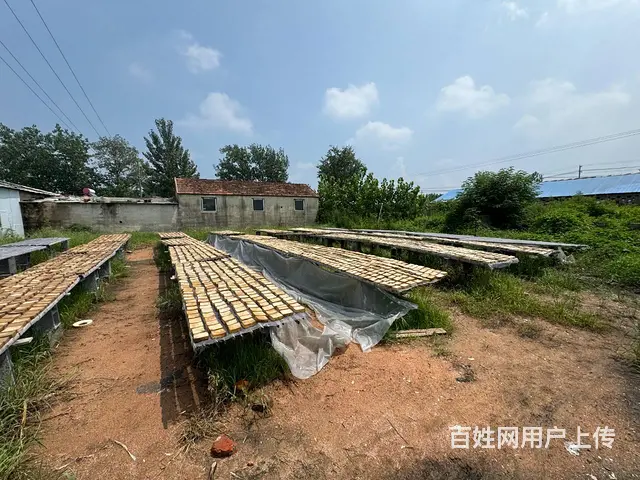 （徐州找店网）新沂北沟两块3亩独院出租 - 图片 6