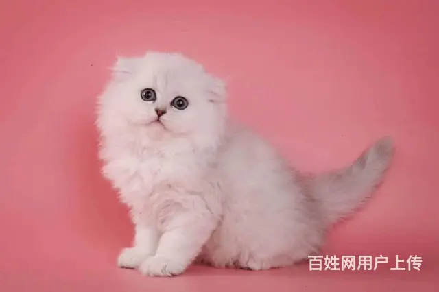 本地繁殖 网红布偶 家养布偶弟 - 图片 1