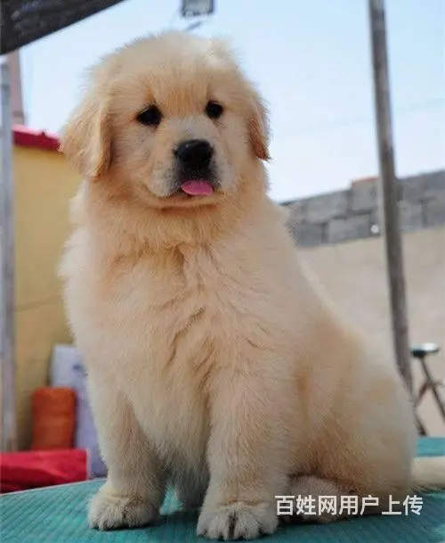 可爱金毛幼犬 保纯种 三针疫苗齐全 健康血统有保障 - 图片 4