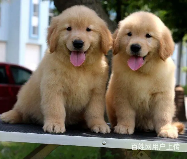 北京金毛犬舍 纯种大头美系金毛犬价格 金毛犬 - 图片 4