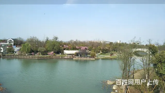 苏州锦鲤鱼金鱼养殖批发市场地址 - 图片 5