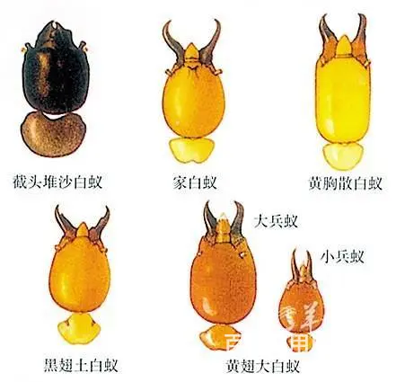 广州灭白蚁多少钱、科学清白蚁窝、预防白蚁筑窝 - 图片 3