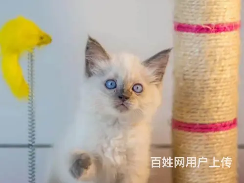 承德出售自家繁殖纯种暹罗猫幼猫 健康保障 可送货 - 图片 2