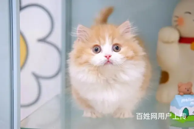 曼基康矮脚猫多少钱 拿破仑好养吗 矮脚拿破仑照片 - 图片 2