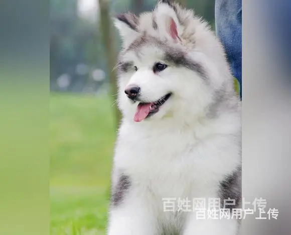 济宁好看的阿拉斯加哪里有卖血统阿拉斯加多少钱一头 - 图片 9