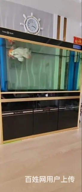1.5米鱼缸带1条台湾蝴蝶鲤 - 图片 1