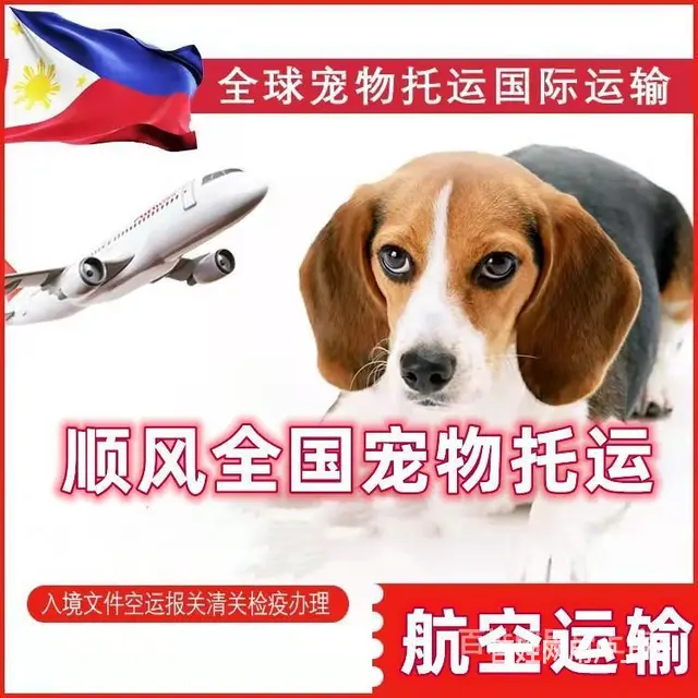 2022常州市宠物托运/邮寄快递运输（猫狗）（宠物活体托运新 - 图片 6