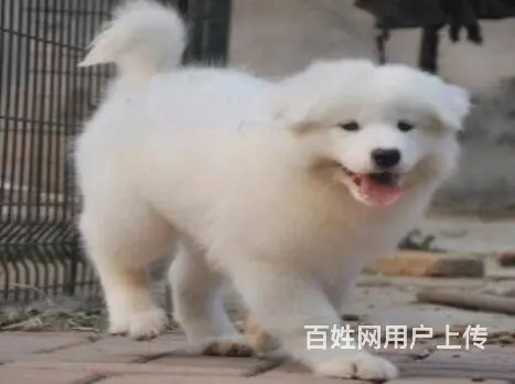 承德萨摩怎么卖 家养萨摩 保纯种健康 - 图片 3