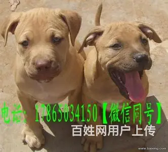常年出售纯种比特犬 包活签购犬合同和协议 - 图片 4
