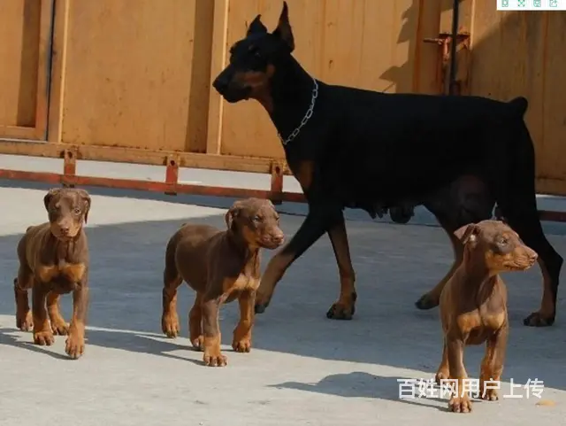 杜宾价格 德系杜宾 杜宾犬多少钱 专业繁育 - 图片 8