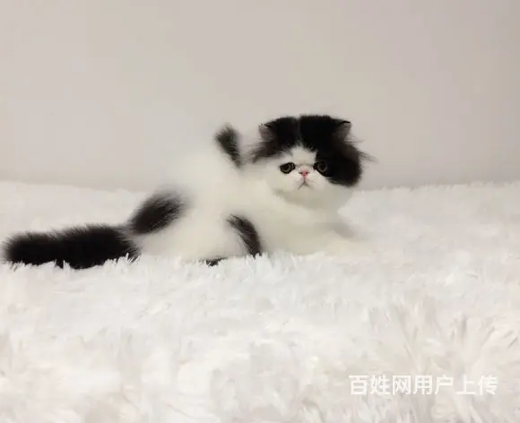 哪里有纯白棉花糖系列波斯猫卖的 波斯猫多少钱 - 图片 2