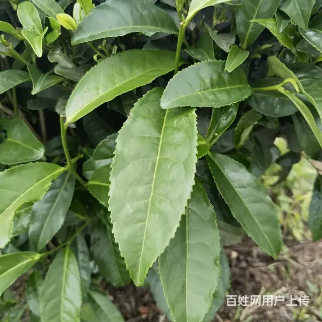 勐库大叶种茶苗、勐海大叶种茶苗，梧州茶叶苗 - 图片 4