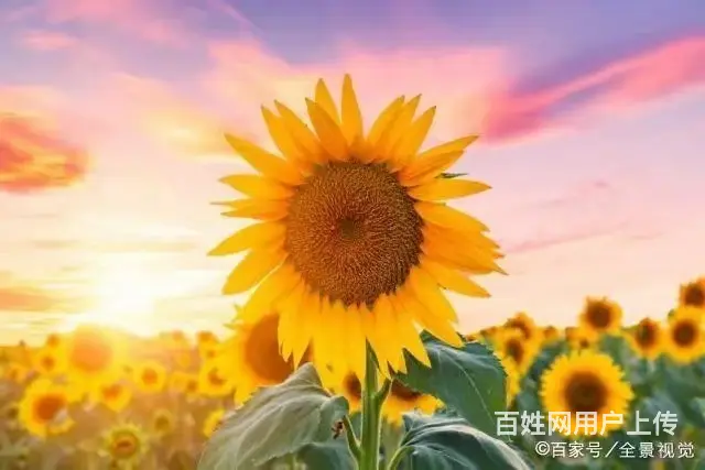 真诚征婚 非诚勿扰 - 图片