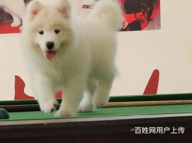 琼海哪里有出售萨摩耶幼犬宝宝 定时做疫苗和驱虫 公 - 图片 6