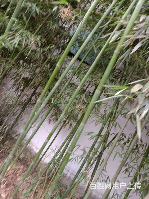 有要竹子的吗？ - 图片 5