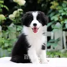 【首选推荐】台州进口赛级血统（阿拉斯加犬），带证书疫苗，包纯