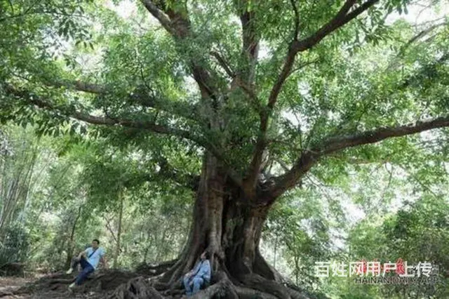打算开家餐饮，找个女人结婚协助管理。 - 图片
