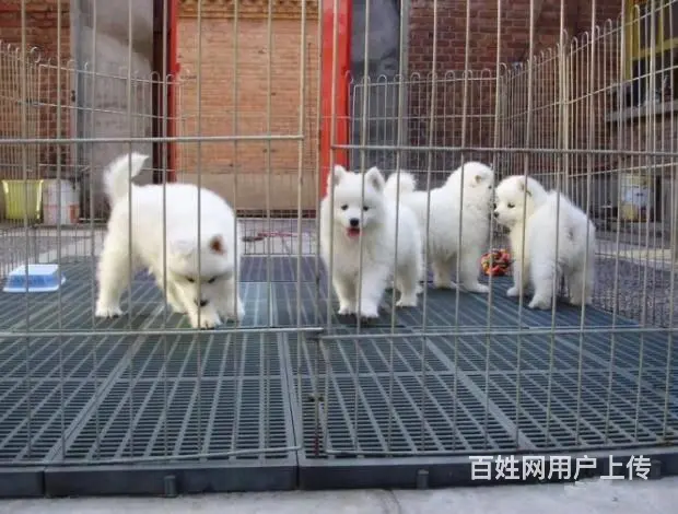 萨摩耶幼犬CKU认证。纯种健康。可以签订协议 - 图片 6