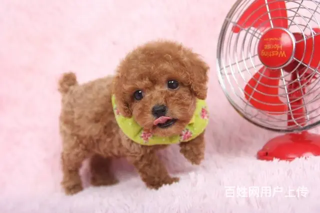 赛级泰迪 售茶杯血系泰迪犬 颜色齐全质保终身 - 图片 7