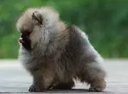 九江知名犬舍有博美出售 狗美价廉 包健康