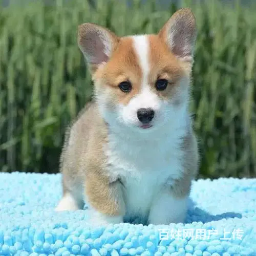 纯种威尔士柯基幼犬 包售后 保纯种 上门可签订协议 - 图片 7