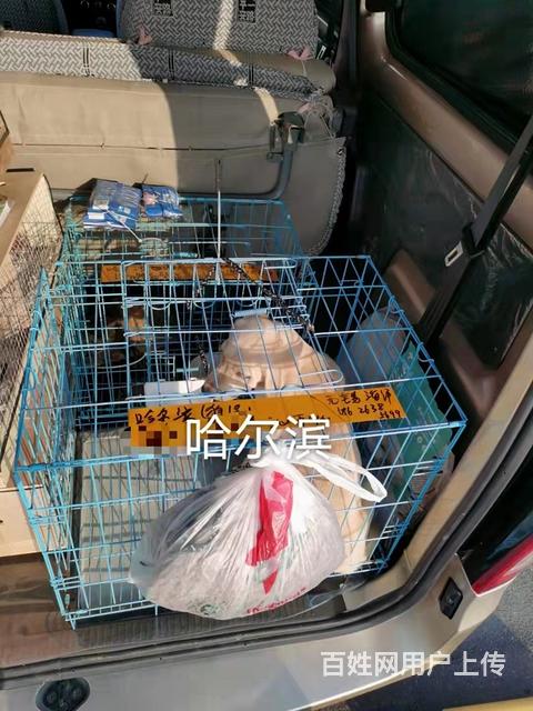 毕节金沙县宠物托运（猫狗）活体运输邮寄2022（推荐实体店）的图片