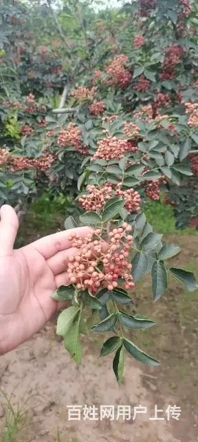 赔钱出售韩城大红袍花椒树苗 无刺黄盖狮子头南强一号 - 图片 3
