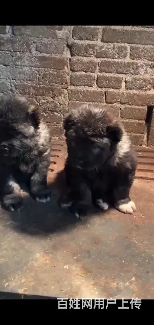 纯种高加索犬 - 图片