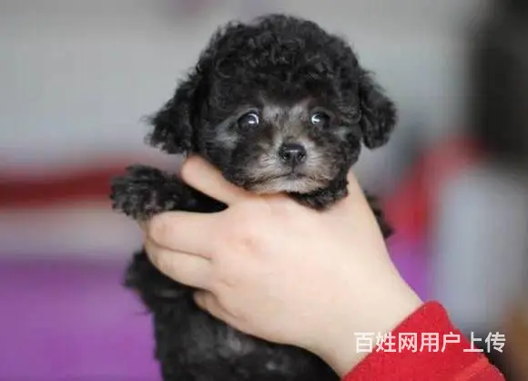 纯种泰迪犬 玩具体泰迪犬出售 泰迪犬舍 - 图片 1